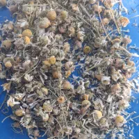 گل بابونه آلمانی