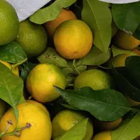 نارنج آبدار موجوده 20