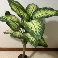 گل دیفن باخیا