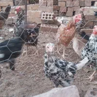 تعدادی مرغ تخمی|حیوانات مزرعه|یزدان شهر, |دیوار