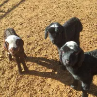 بره شیری افشار و شال صدرصد دوقلوزا