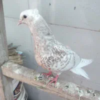 جوجه دم سفید