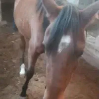 مادیون کرد دوسال نیم