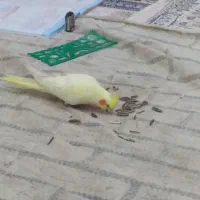 یک عروس رام یکجفت طوطی برزیلی|پرنده|بوکان, |دیوار