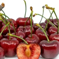 اغاز پیشفروش نهال گیلاس رژینا