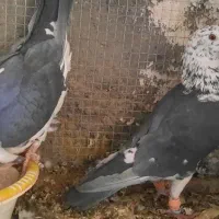 نر وماده سینه سفید