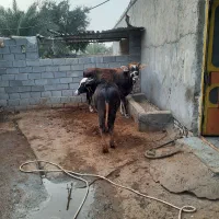 گاومیش حشوا