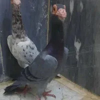 کبوتر کاریر .سبز .هفت رنگ‌|پرنده|مشهد, امام خمینی|دیوار