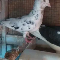 کبوترجفتی جوانه پرشی و دستی