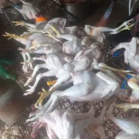 فروش خروس جوان ماشینی تازه کشتارشده|حیوانات مزرعه|قائمشهر, |دیوار