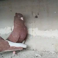 سرخ تخت دم سفید|پرنده|شاهین‌شهر, شهرک گلدیس|دیوار