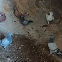 سرخ زرد سبز|پرنده|بیرجند, |دیوار