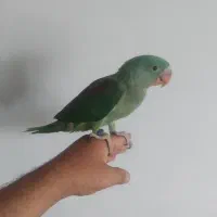 جوجه شاه طوطی|پرنده|قم, پردیسان|دیوار