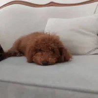 فروش سگ پودل|سگ|شیراز, قدوسی غربی|دیوار