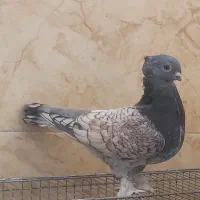 جوجه کبوتر بلژیکی