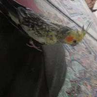 جفت عروس هلندی دستی|پرنده|کرج, منطقه ویژه اقتصادی پیام|دیوار