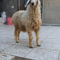 بره نر ماده وطنی
