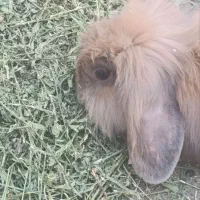 خرگوش مولد لپی هلندی|موش و خرگوش|رفسنجان, |دیوار