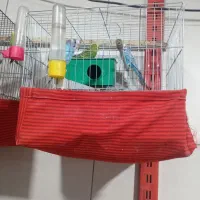 عروس و مرغ عشق|پرنده|صباشهر, |دیوار