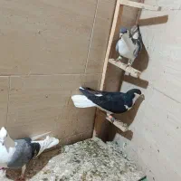 کفتر قیمت عالی