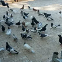 کفتررنگه هوایی|پرنده|کوهسرخ, |دیوار