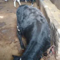 گوساله نر|حیوانات مزرعه|بروجرد, |دیوار