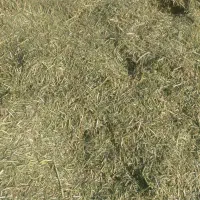 یونج خورد شده  ،،گزره،،