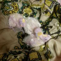 جوجه سرلاکی لوتینو چشم شرابی