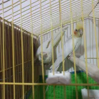 یه جفت عروس هلندی