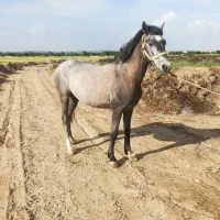 اسب|اسب و تجهیزات اسب‌سواری|شبانکاره, |دیوار