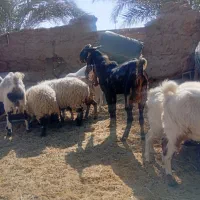 یک عدد نری پلنگی گوشبلند