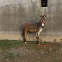 خرید فروشی الاغ گله اسب قاطر