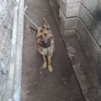 ژرمن شپرد نر(لنگرود)|سگ|رشت, جانبازان|دیوار