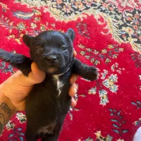 سگ شیتزو|سگ|یزد, |دیوار