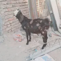 فروش فوری نر بز کامورایی