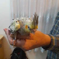 عروس هلندی.  طوطی برزیلی