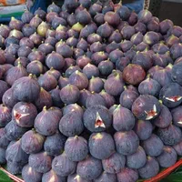 انبه کیوی زردآلو زرشک بلوبری به گلابی|خدمات باغبانی و درختکاری|زابل, |دیوار