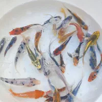 ماهی کوی|ماهی|قم, سراجه (۱۵ خرداد)|دیوار