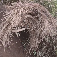 فروش سیخو دومتری