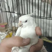 یک جفت عروس هلندی بالغ|پرنده|ماهدشت, |دیوار