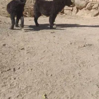 توله لاس قدرحونی|سگ|داران, |دیوار