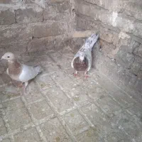 قهره زرد ابلغ سار هفت رنگ|پرنده|مشهد, یوسفیه (شهرک غرب)|دیوار