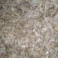 کاه سیاه دانه(قارادنه)