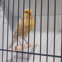 قناری ماده فائو آماده پاکسازی شده|پرنده|بهبهان, |دیوار