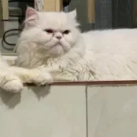 پرشین نر برای جفت