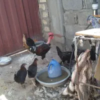 تعدای مرغ و جوجه به فروش میرسد