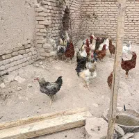 خروس کردی|حیوانات مزرعه|کرمانشاه, |دیوار