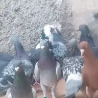 20کبوتر پلاکی پولکی و...|پرنده|خورموج, |دیوار