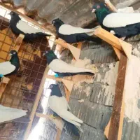 تعدادی کبوتر کت برف سینه ای سیاه سینه زرد