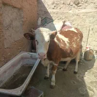 گوساله ماده